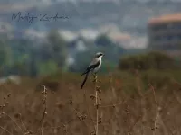 Woestijnklapekster [Lanius excubitor elegans]
